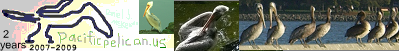 pacificpelican.us