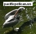 pacificpelican.us